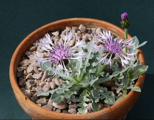 Centaurea triumfettii stricta